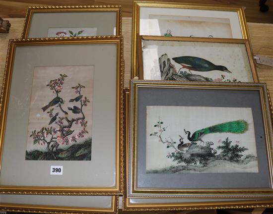 19th century Chinese School Studies of birds, flowers and figures largest 10 x 7in.